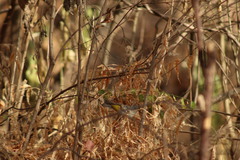 Leiothlypis virginiae
