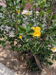 Hibiscus rosa-sinensis