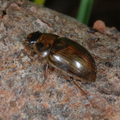 Enochrus