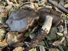 Entoloma ferruginans