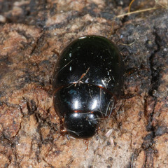 Coelostoma orbiculare