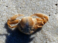 Persephona aquilonaris