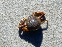 Persephona aquilonaris