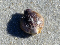 Persephona aquilonaris