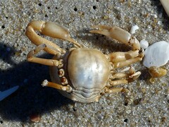 Persephona aquilonaris