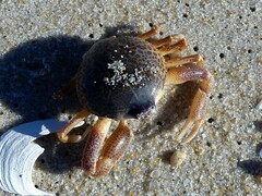 Persephona aquilonaris