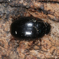 Coelostoma orbiculare