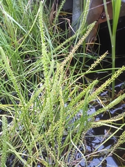 Triglochin buchenaui