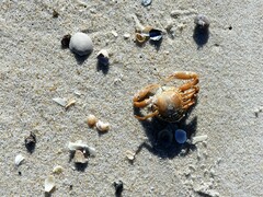 Persephona aquilonaris