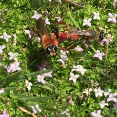 Sphex latreillei