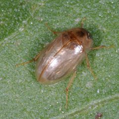 Enochrus quadripunctatus