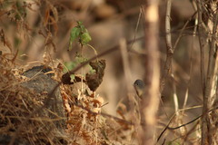 Leiothlypis virginiae