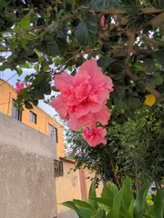 Hibiscus rosa-sinensis
