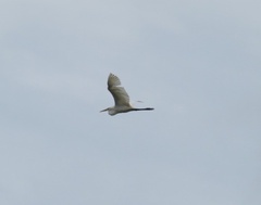 Ardea alba