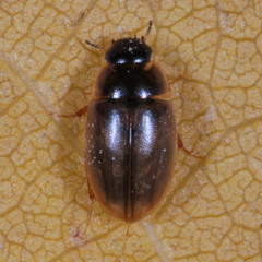 Enochrus
