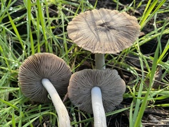Coprinopsis uliginicola