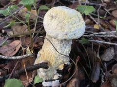 Hypomyces microspermus