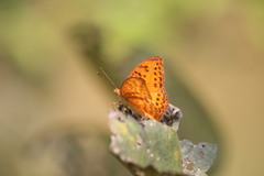 Pseudargynnis hegemone