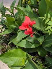 Canna × generalis
