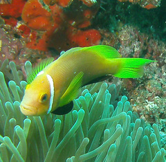 Amphiprion nigripes