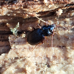 Nebria brevicollis