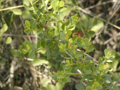 Baccharis rhomboidalis