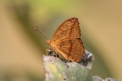 Pseudargynnis hegemone