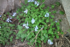 Corydalis caudata
