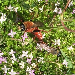 Sphex latreillei