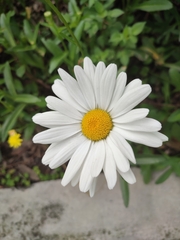 Leucanthemum maximum