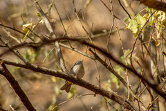 Leiothlypis virginiae