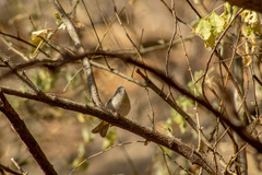 Leiothlypis virginiae