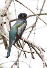 Trogon curucui
