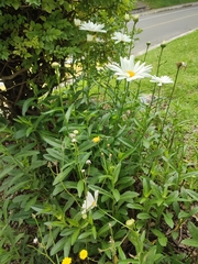 Leucanthemum maximum