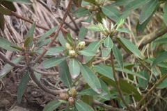 Rhododendron micranthum