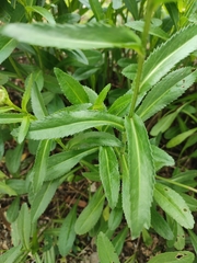 Leucanthemum maximum