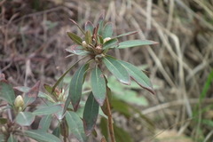Rhododendron micranthum