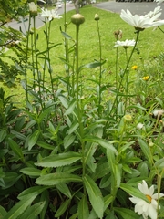 Leucanthemum maximum