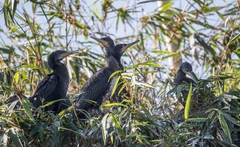 Phalacrocorax fuscicollis