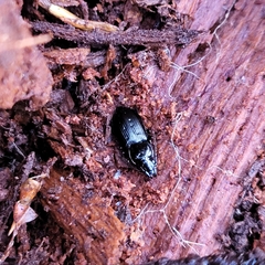 Pterostichus oblongopunctatus