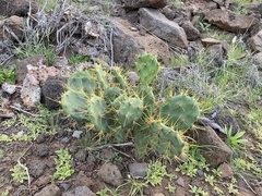 Opuntia stricta