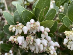 Arctostaphylos insularis