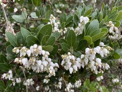 Arctostaphylos insularis