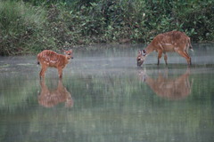 Tragelaphus spekii gratus