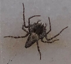 Oxyopes heterophthalmus