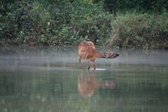 Tragelaphus spekii gratus