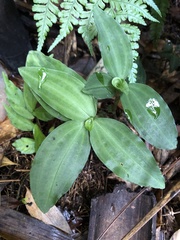 Goodyera foliosa