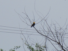 Gymnomystax mexicanus