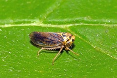 Macropsis fuscula