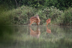 Tragelaphus spekii gratus